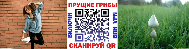 закладка  Кировск  Псилоцибиновые грибы мухоморы 
